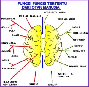 fungsi otak kanan dan kiri